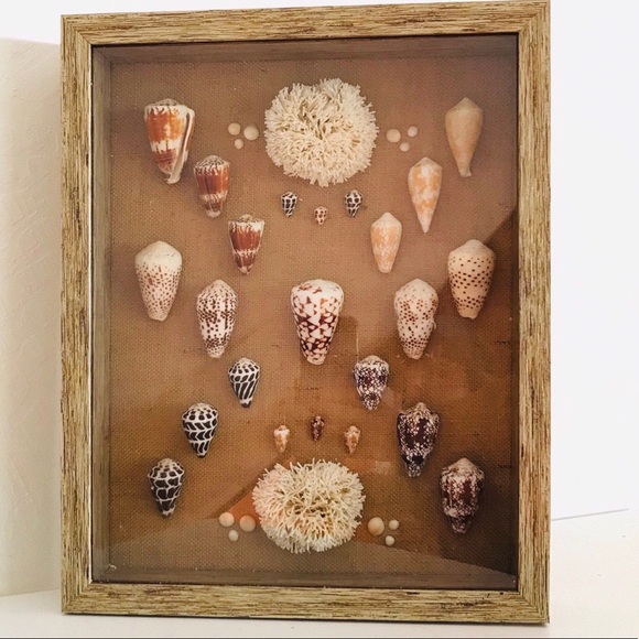 Rare Hawaiian Seashell Shadowbox - Picture 2 of 3